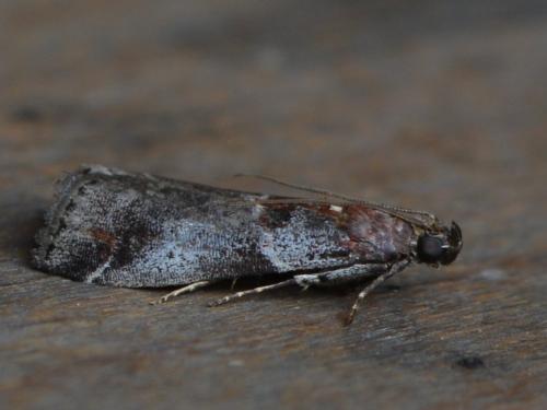 Réf. 326 356 : Acrobasis suavella
